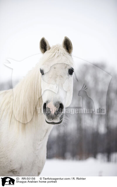 Shagya Arabian horse portrait / RR-50156