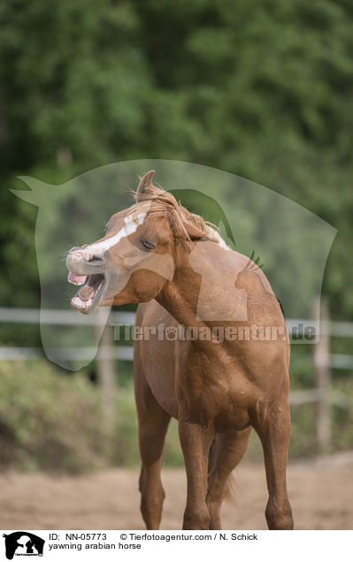 yawning arabian horse / NN-05773
