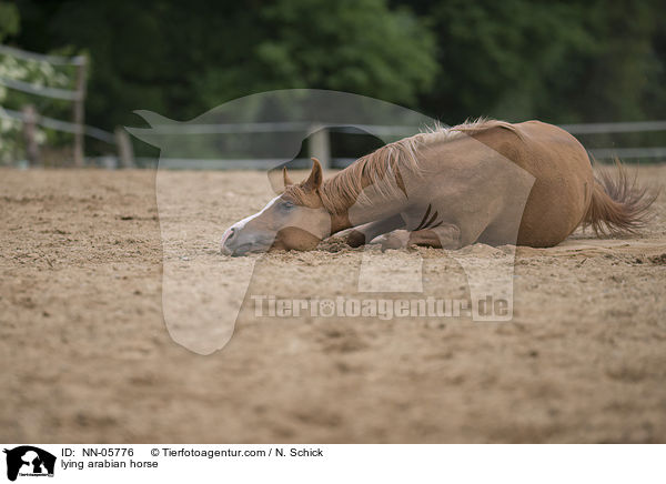 lying arabian horse / NN-05776