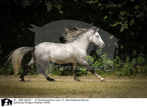 galloping Shagya Arabian Horse / CDE-02022