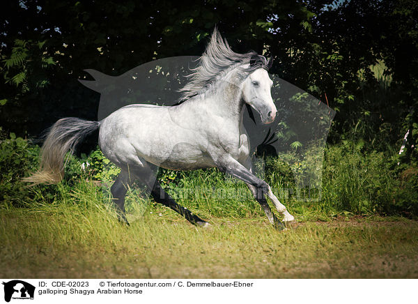 galloping Shagya Arabian Horse / CDE-02023