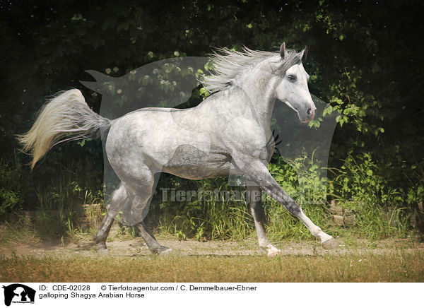 galloping Shagya Arabian Horse / CDE-02028