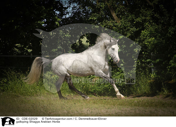 galloping Shagya Arabian Horse / CDE-02029