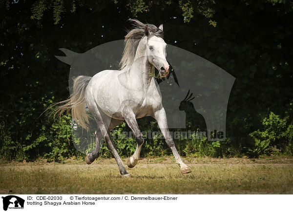 trotting Shagya Arabian Horse / CDE-02030