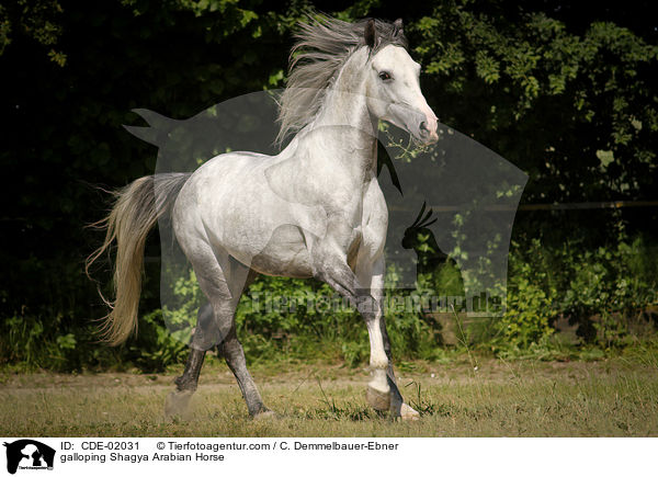 galloping Shagya Arabian Horse / CDE-02031