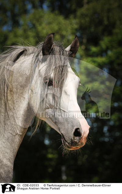 Shagya Arabian Horse Portrait / CDE-02033