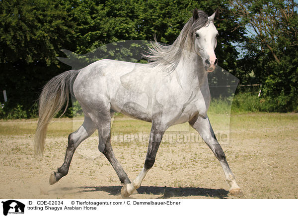 trotting Shagya Arabian Horse / CDE-02034