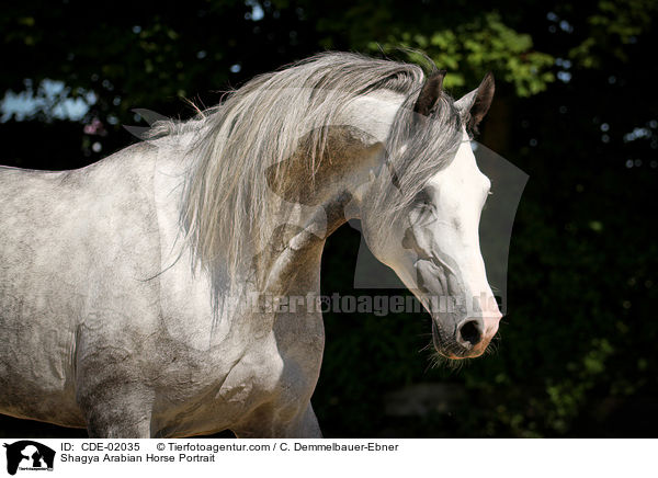 Shagya Arabian Horse Portrait / CDE-02035