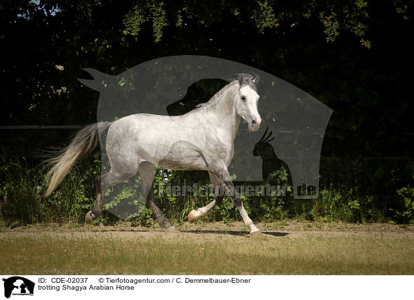 trotting Shagya Arabian Horse / CDE-02037