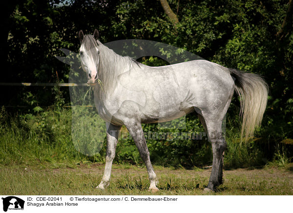 Shagya Arabian Horse / CDE-02041