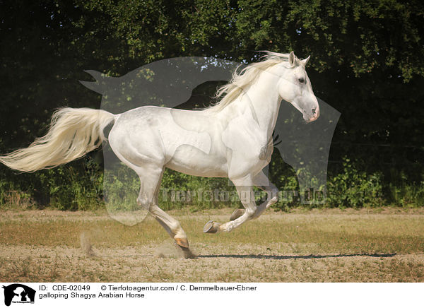 galloping Shagya Arabian Horse / CDE-02049