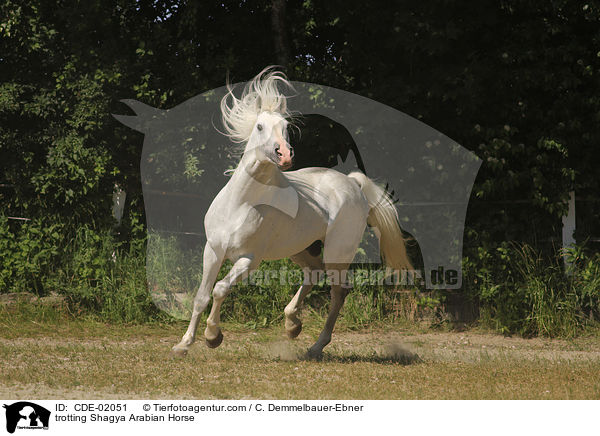 trotting Shagya Arabian Horse / CDE-02051
