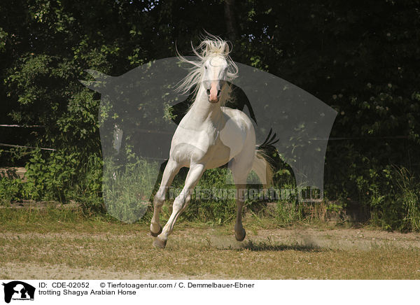 trotting Shagya Arabian Horse / CDE-02052