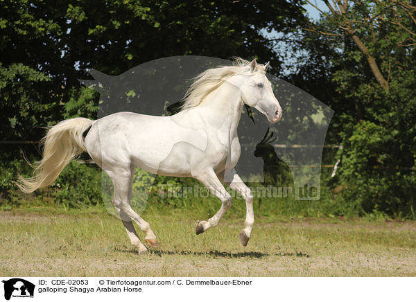 galloping Shagya Arabian Horse / CDE-02053