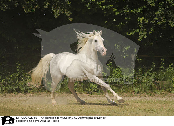 galloping Shagya Arabian Horse / CDE-02058