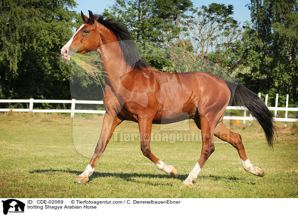 trotting Shagya Arabian Horse / CDE-02069