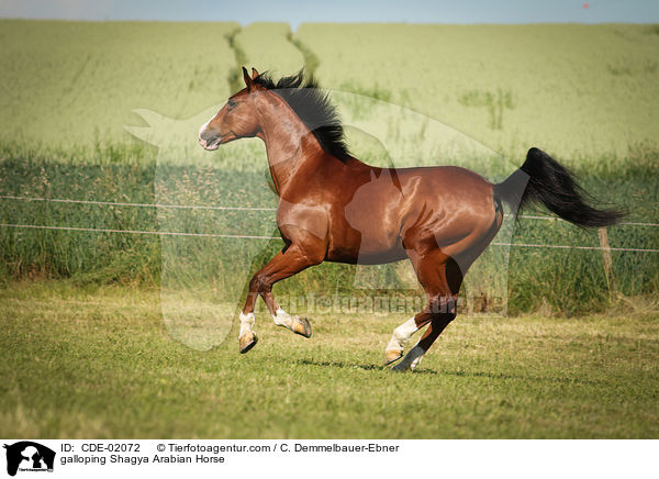 galloping Shagya Arabian Horse / CDE-02072