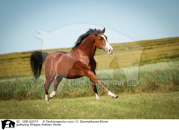 galloping Shagya Arabian Horse / CDE-02073
