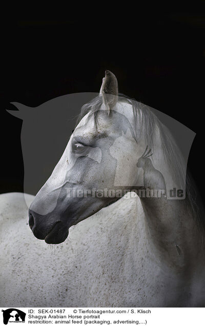 Shagya Araber Portrait / Shagya Arabian Horse portrait / SEK-01487