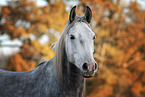 Shagya Arabian Horse portrait