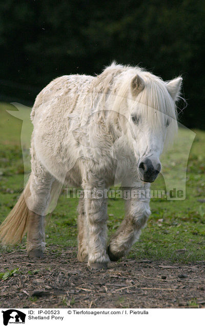Shetland Pony / IP-00523