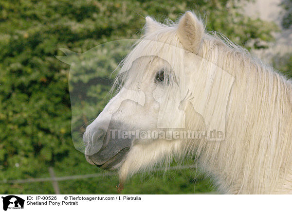 Shetland Pony Portrait / IP-00526