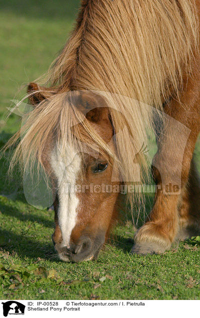 Shetland Pony Portrait / IP-00528