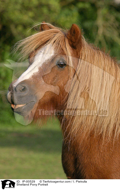Shetland Pony Portrait / IP-00529