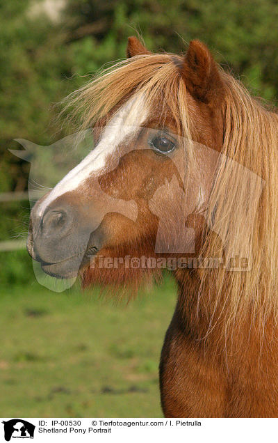 Shetland Pony Portrait / IP-00530