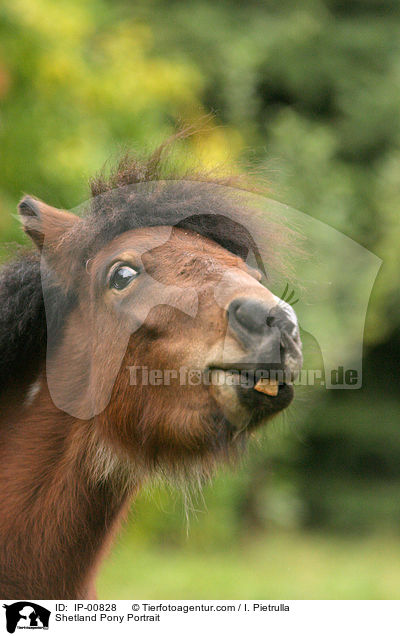 Shetland Pony Portrait / IP-00828