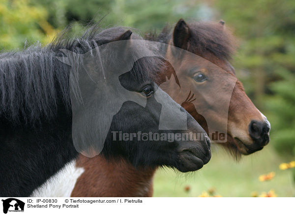 Shetland Pony Portrait / IP-00830