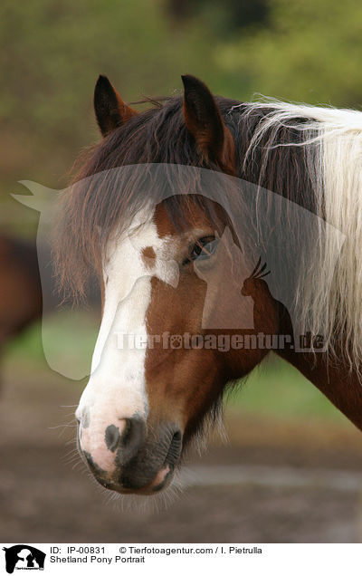 Shetland Pony Portrait / IP-00831