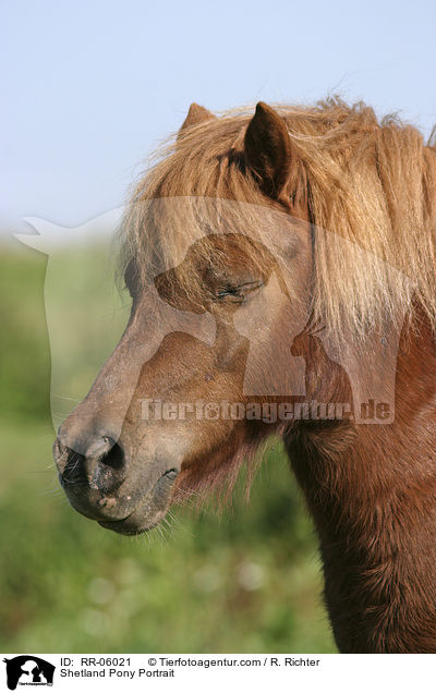 Shetland Pony Portrait / RR-06021