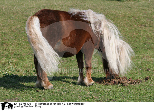 grazing Shetland Pony / SS-05326