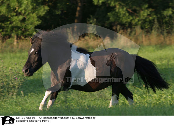 galloping Shetland Pony / SS-05610