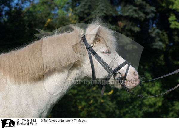 Sheltand Pony / TM-01312