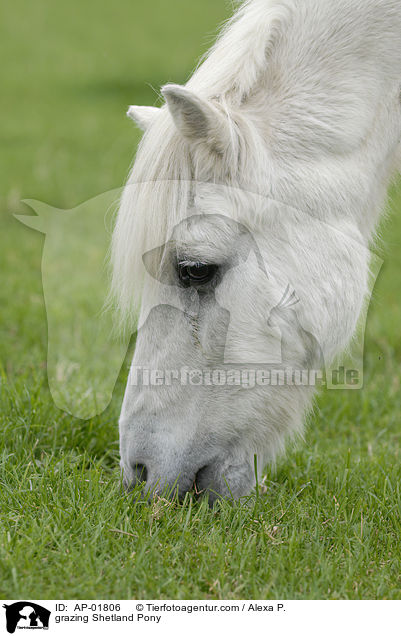 grazing Shetland Pony / AP-01806