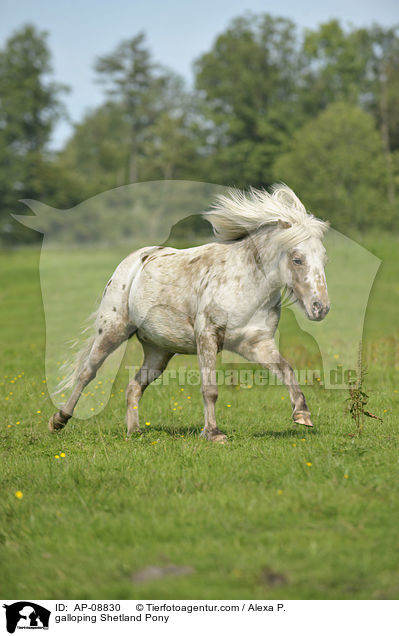 galloping Shetland Pony / AP-08830