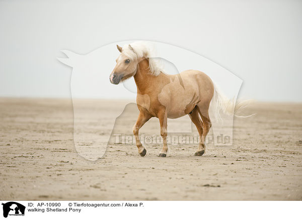 walking Shetland Pony / AP-10990