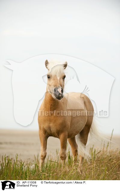 Shetland Pony / AP-11008