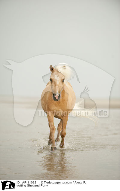 trotting Shetland Pony / AP-11032