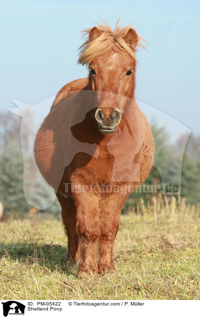 Shetland Pony / PM-05422