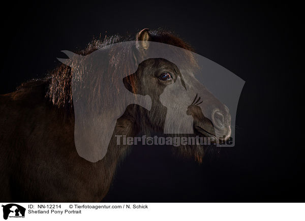 Shetland Pony Portrait / NN-12214