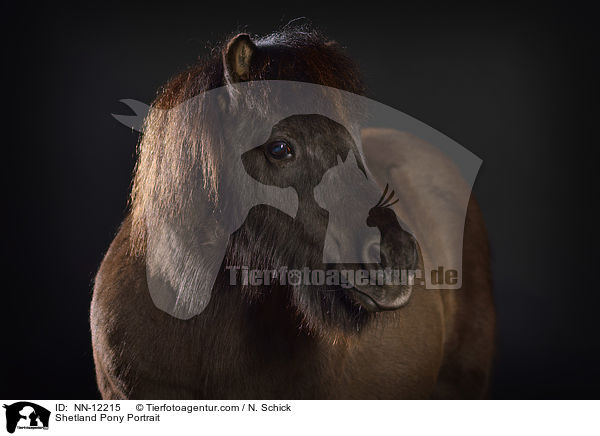Shetland Pony Portrait / NN-12215