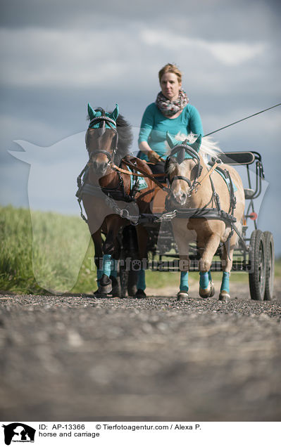 Shetlandpony Gespann / horse and carriage / AP-13366