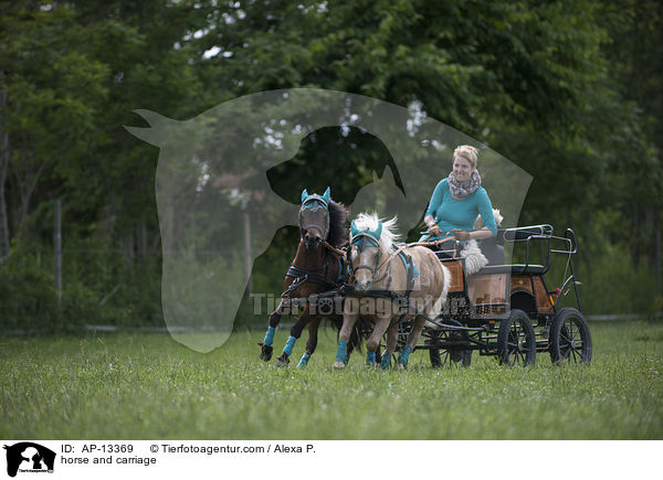 Shetlandpony Gespann / horse and carriage / AP-13369