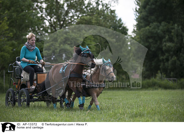 Shetlandpony Gespann / horse and carriage / AP-13372