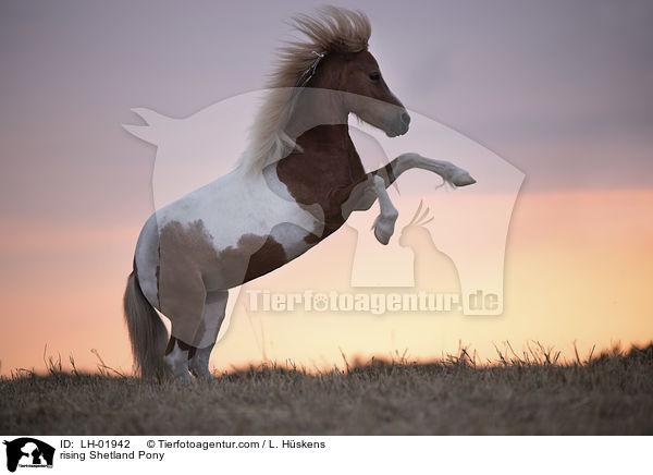rising Shetland Pony / LH-01942
