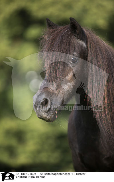 Shetland Pony portrait / RR-101696