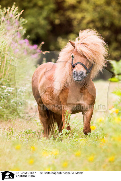Shetland Pony / JAM-01617